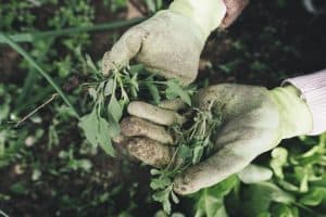 prevent-common-garden-problems-3-weeds