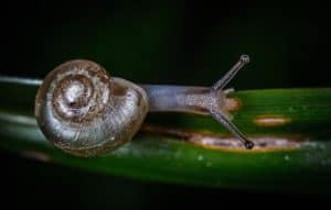 prevent-common-garden-problems-6-slugs-and-snails