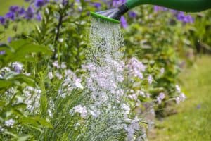 prevent-common-garden-problems-7-over-or-under-watering