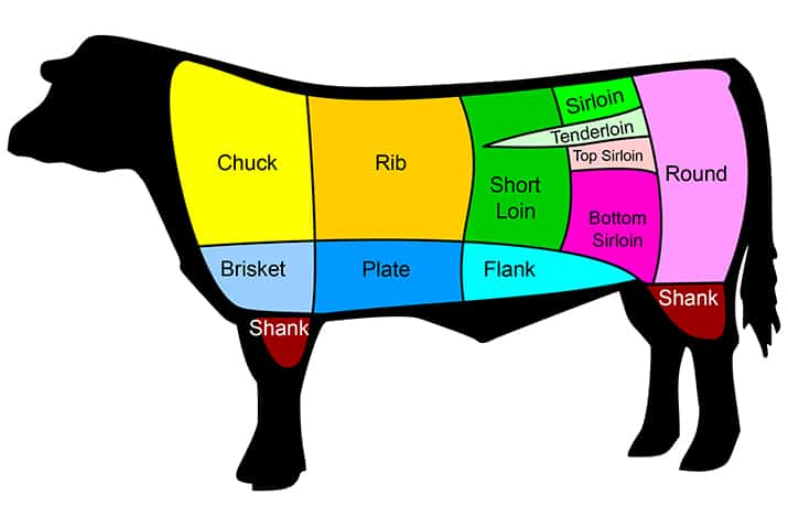 Cow anatomy cross section - Co-Op