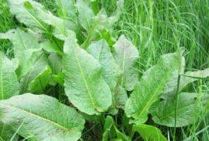 identify-common-weeds-uk-1-broad-leaved-dock
