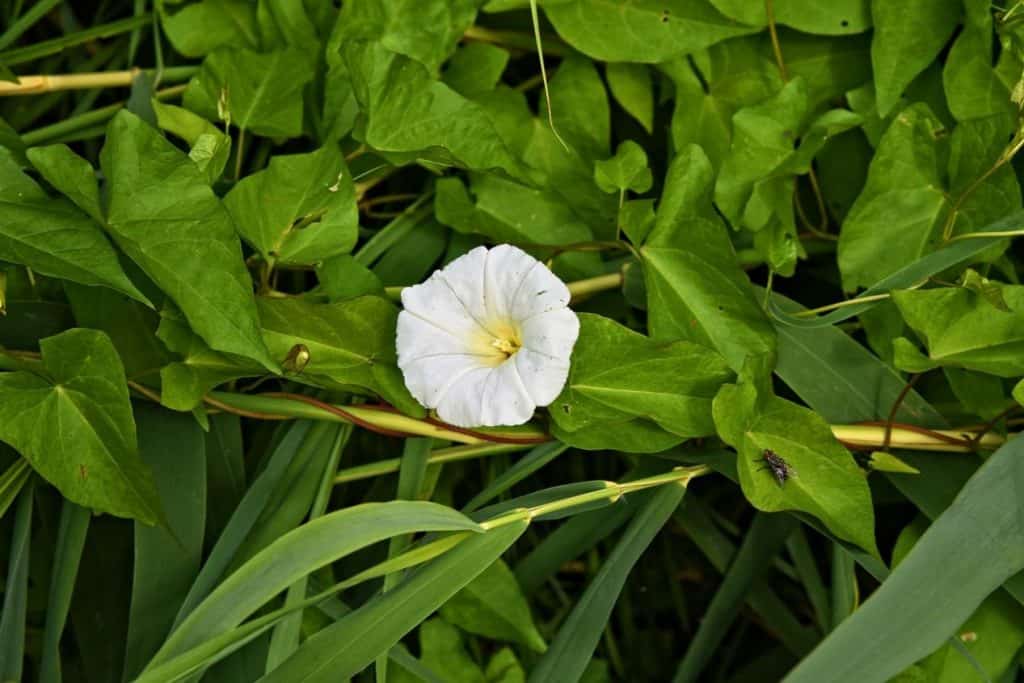 How to Identify Most Common UK Weeds