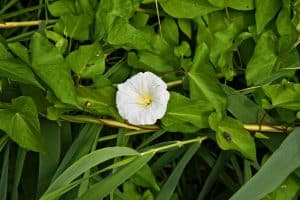 identify-common-weeds-uk-3-hedge-bindweed