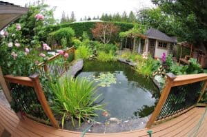 ultimate-guide-to-wildlife-friendly-garden-5-things-to-consider-when-creating-a-wildlife-pond
