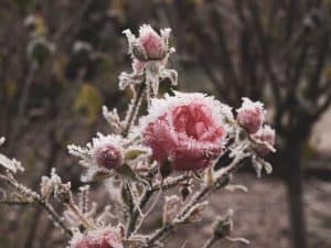 annoying-winter-disadvantages-2-frozen-garden