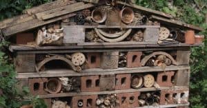 steps-to-consider-in-building-a-bug-hotel (1)