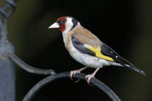 top-tips-recognising-uk-birds-songs-11-goldfinch