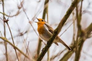 top-tips-recognising-uk-birds-songs-2-robin