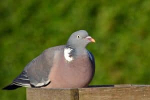 top-tips-recognising-uk-birds-songs-4-wood-pigeon