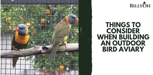 Things to Consider When Building an Outdoor Bird Aviary