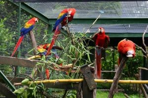 3 Important Steps When Building an Outdoor Bird Aviary