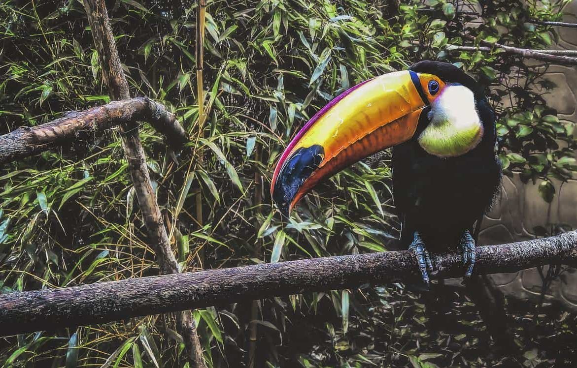 A Tucan inside an aviary