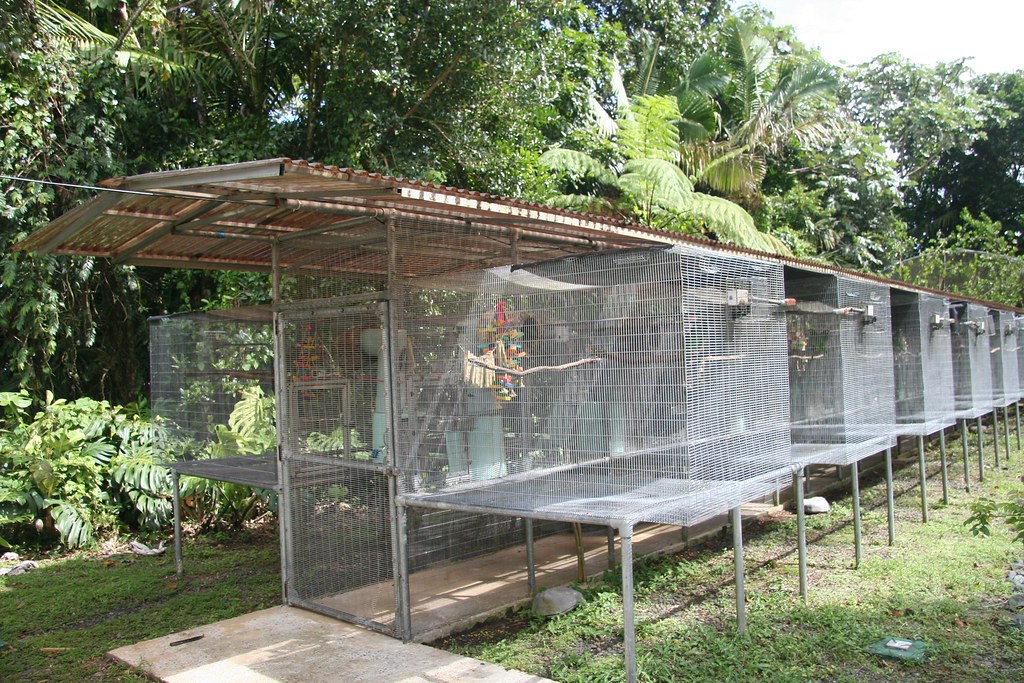 Parrot outdoor cages