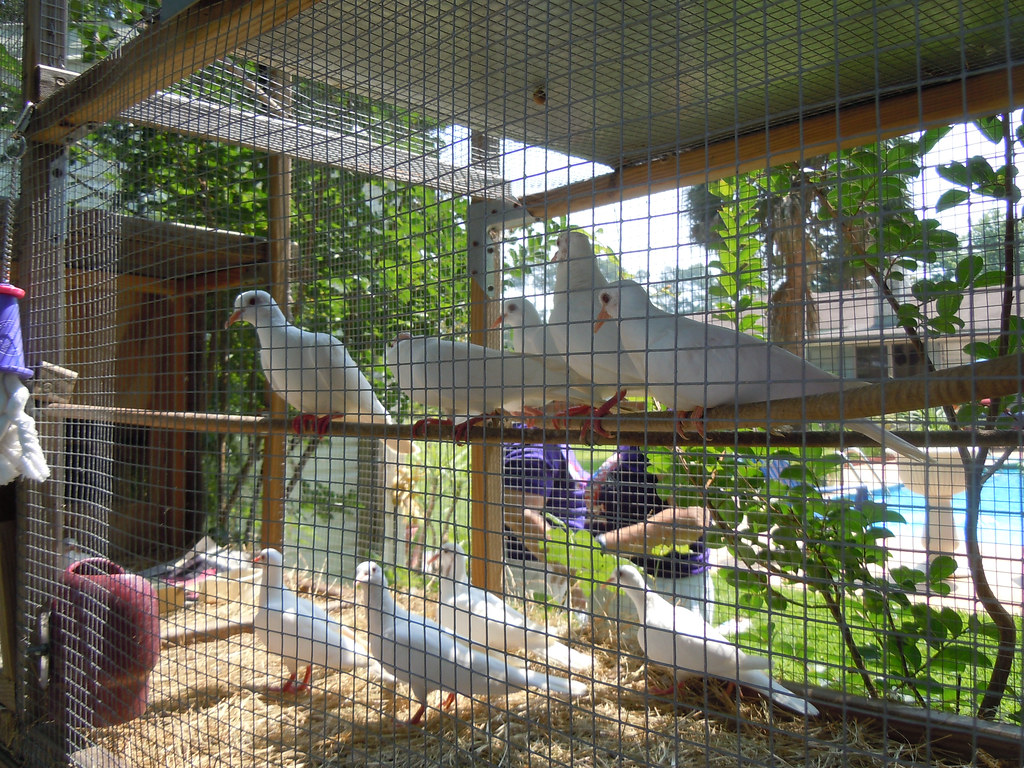 Dove bird house aviary