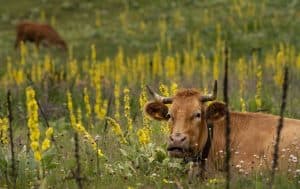 six-of-the-best-organic-fertilisers-3-cow-manure-pixabay