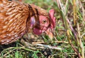 six-of-the-best-organic-fertilisers-4-chicken-manure-pixabay