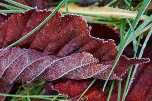 winter-lawn-care-tips-1-clear-leaves-pixabay