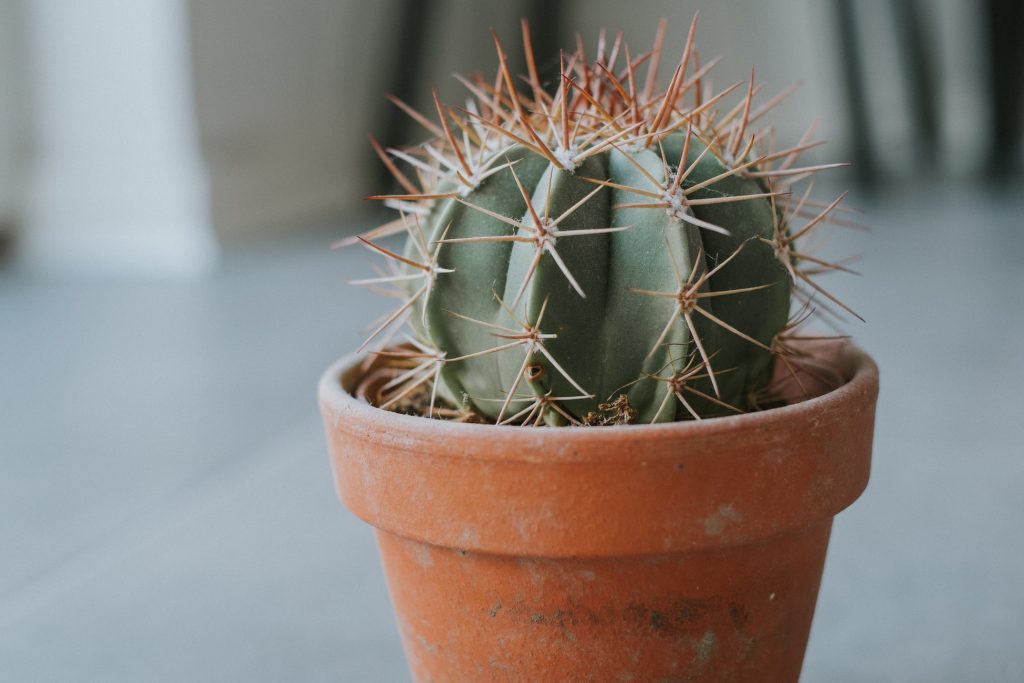 A cactus in a pot