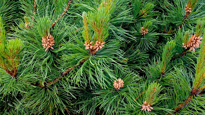 Conifers for spring