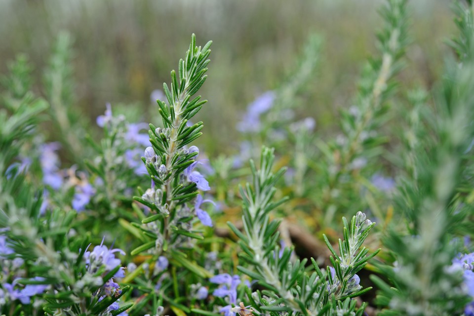 Rosemary herb for allergies