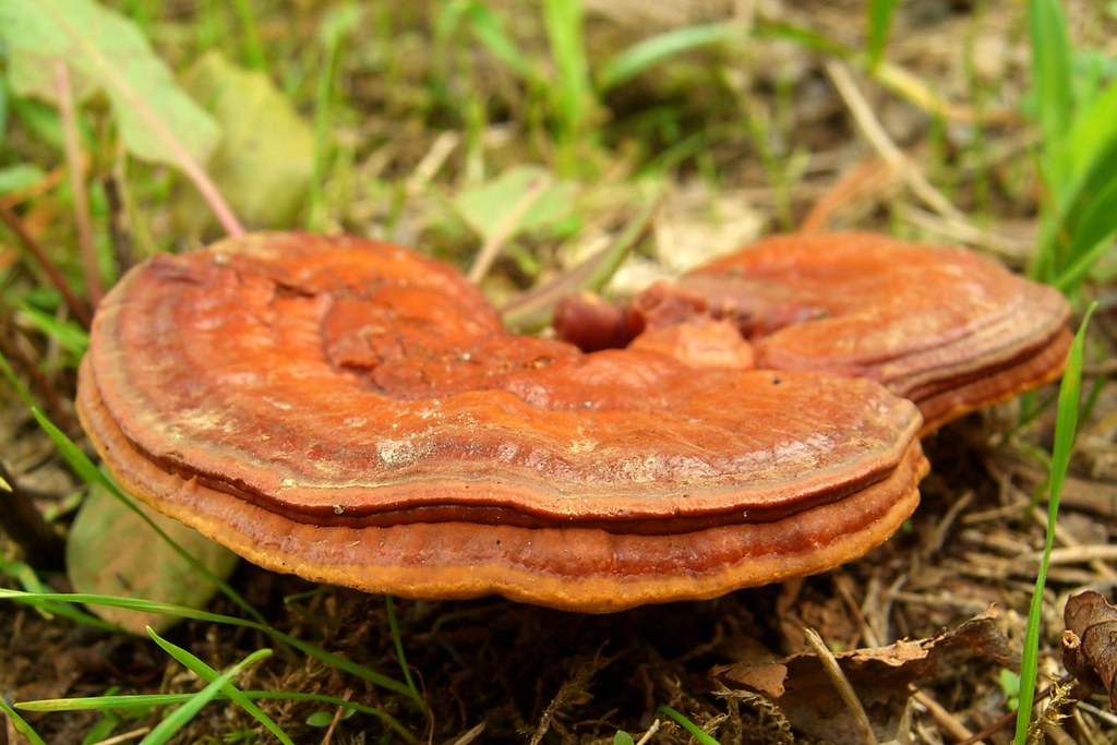 Reishi mushroom