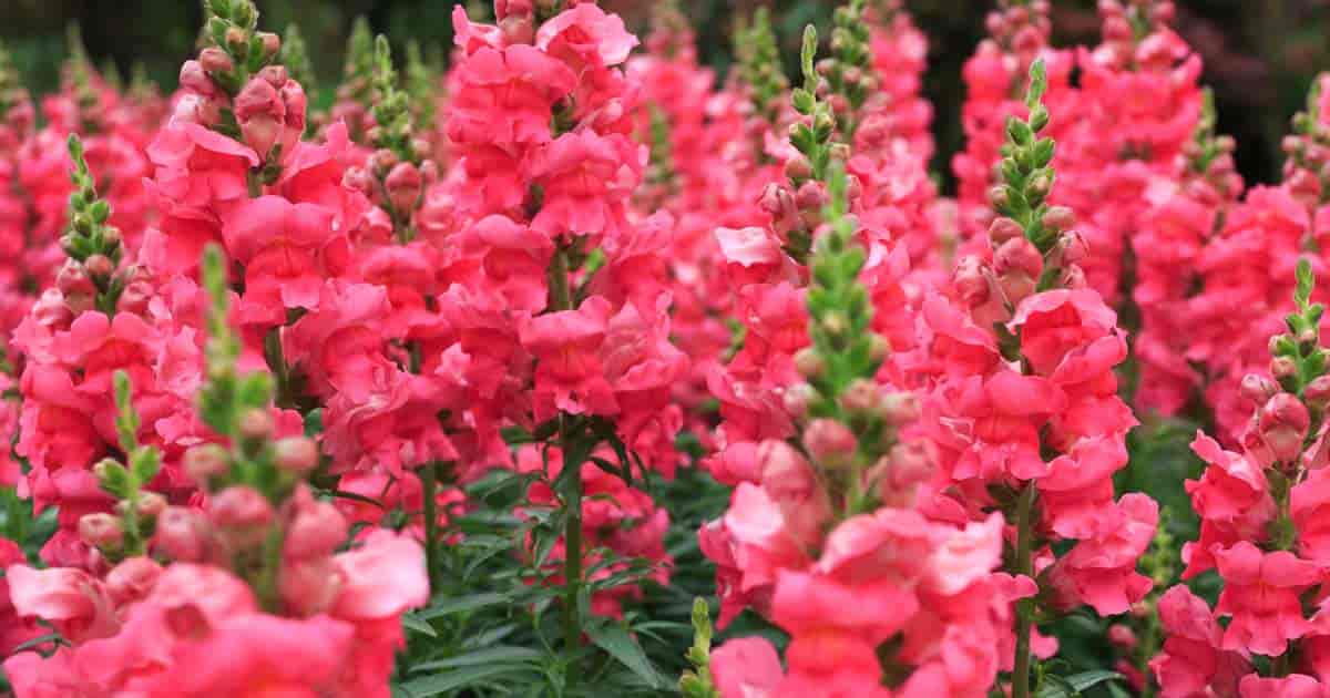 Snapdragons ideal for allergy-free spring garden