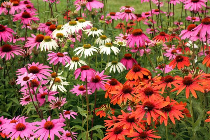 Echinacea in red, pink, and white