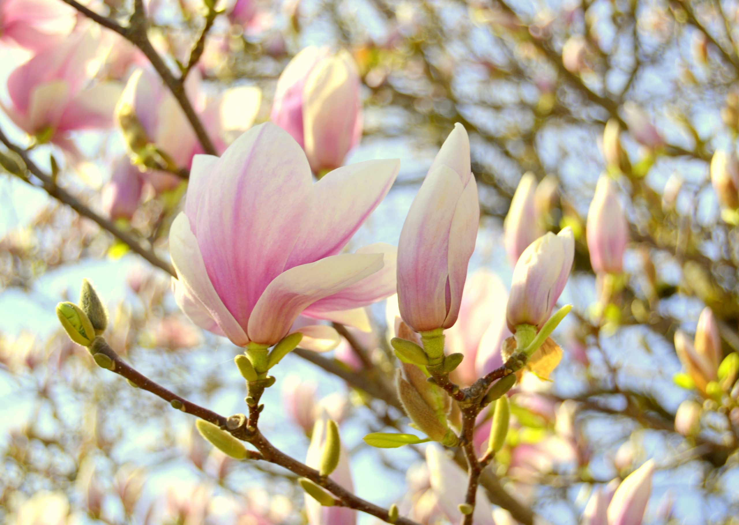 Magnolia tree in bloom in spring