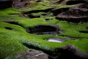 how-to-grow-your-own-moss-garden-1-two-main-types-of-moss-unsplash