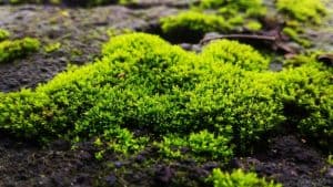 how-to-grow-your-own-moss-garden-2-benefits-of-moss-to-your-garden-unsplash