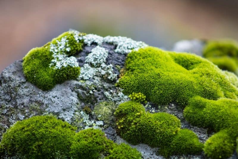 There are two types of a moss: upright and prostrate.