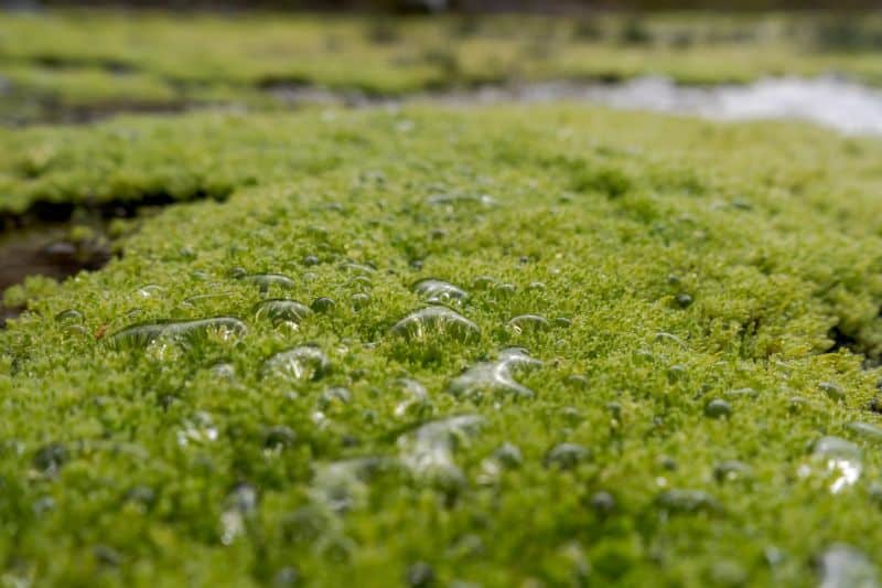Growing your own moss garden comes with tons of benefits!
