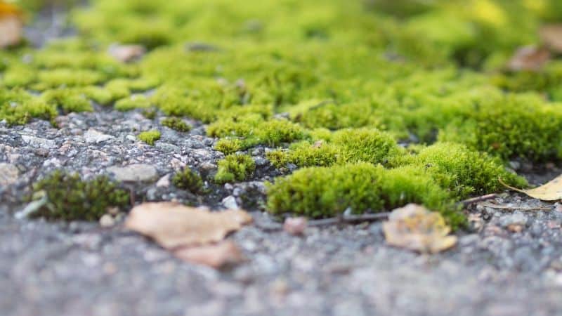 Growing your own moss garden is now possible with these 5 easy steps!