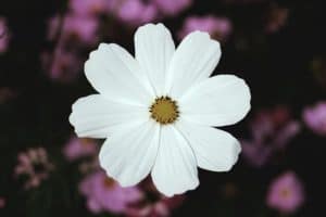 low-maintenance-plants-for-hassle-free-garden-1-cosmos-unsplash.jfif
