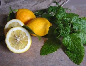 natural-remedies-garden-4-lemon-balm-pixabay