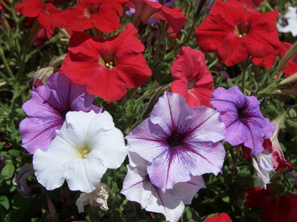 Red, white and pink petunias 