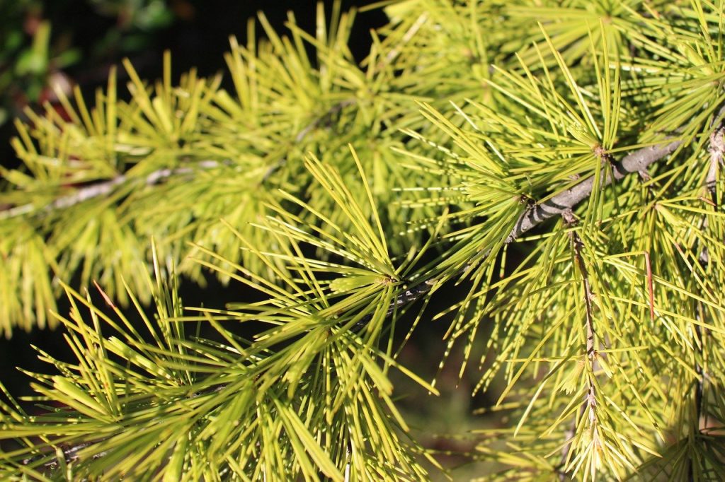 Needle foliage on a conifer tree branch 