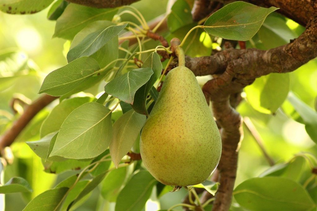 A single pear on a branch of a pear tree