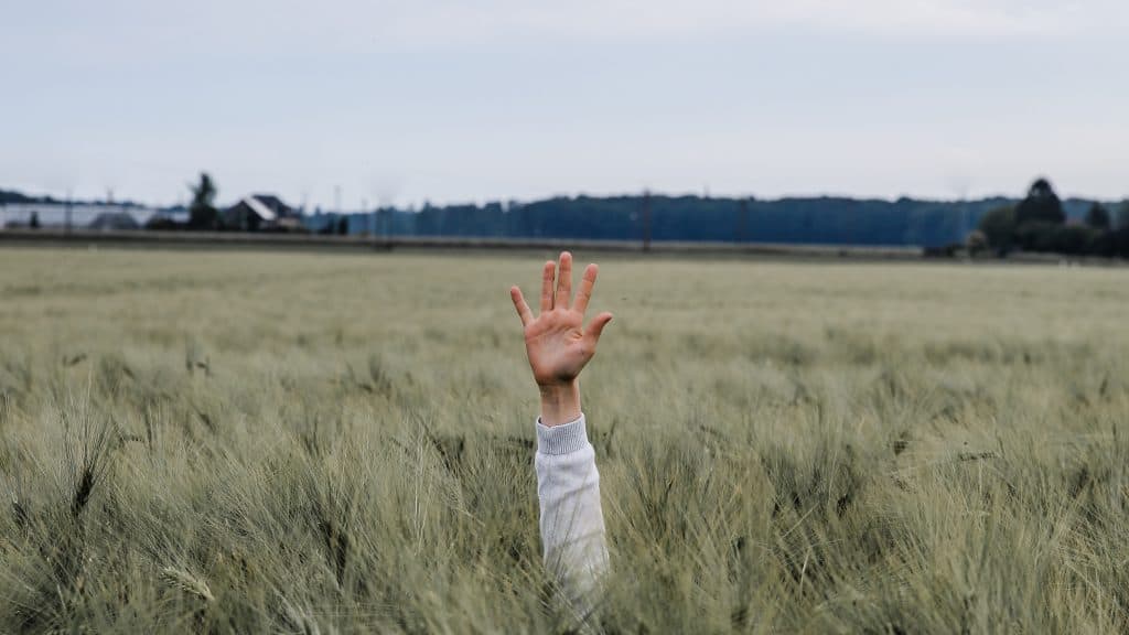 Hand poking up from tall grass