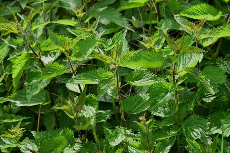 Watch out for nettle lurking in your garden!