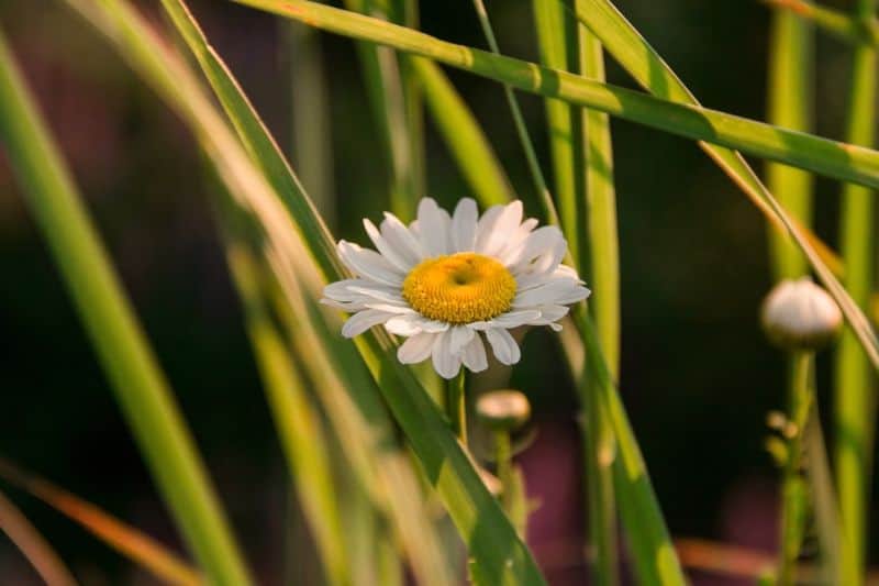 Watch out for daisies lurking in your garden!