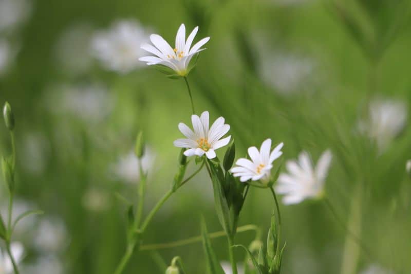 Watch out for chickweeds lurking in your garden!