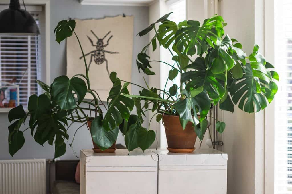 A plant pot on a draws unit