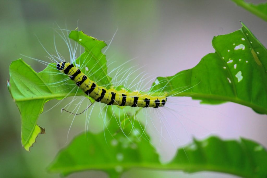 A caterpillar on a leaf