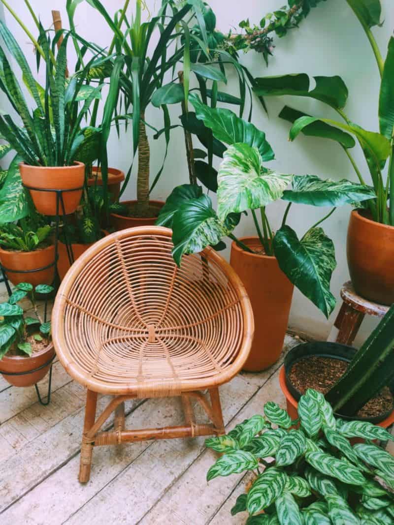 small rattan stool surrounded by potted plants