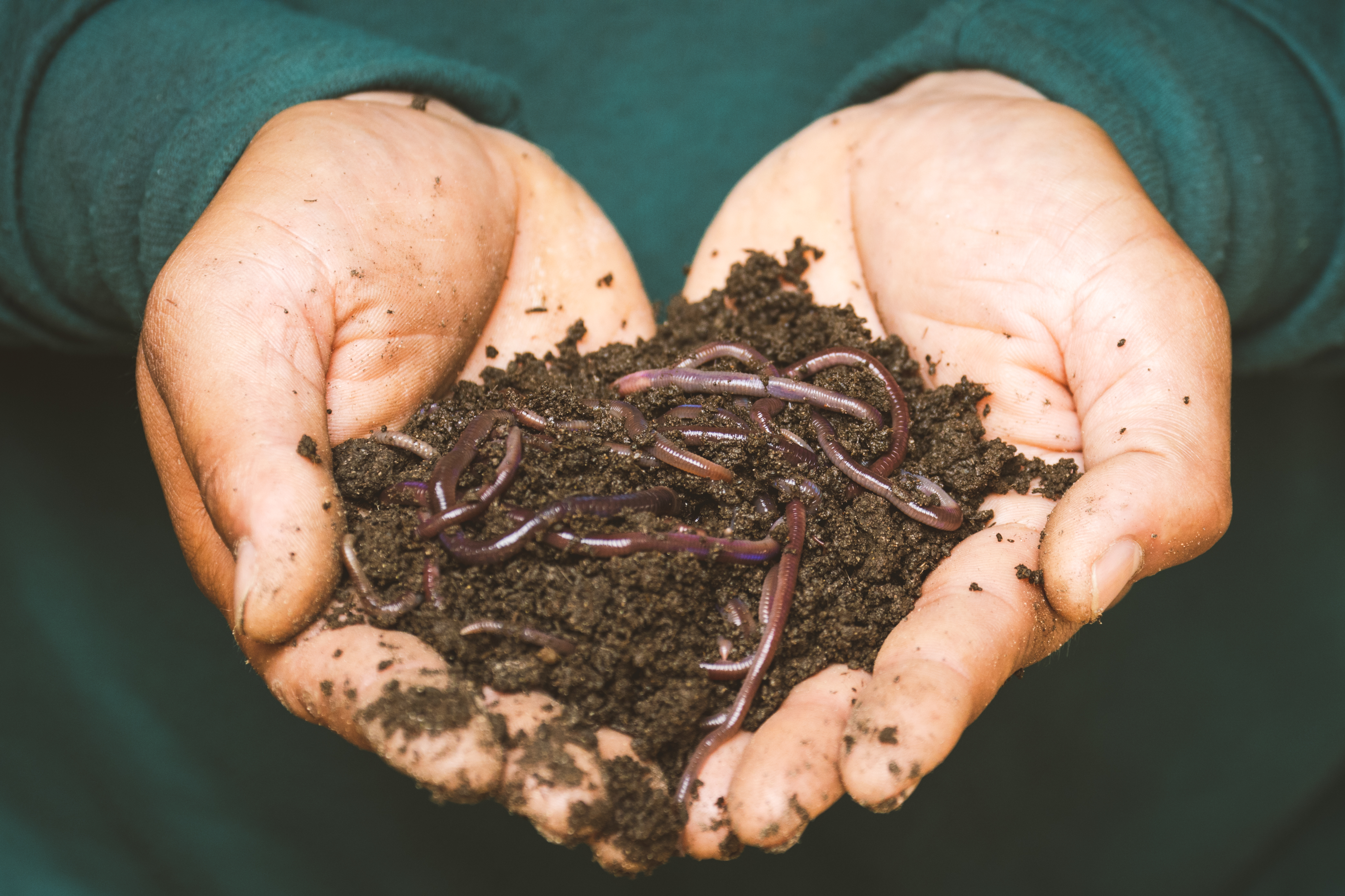 Earthworm compost