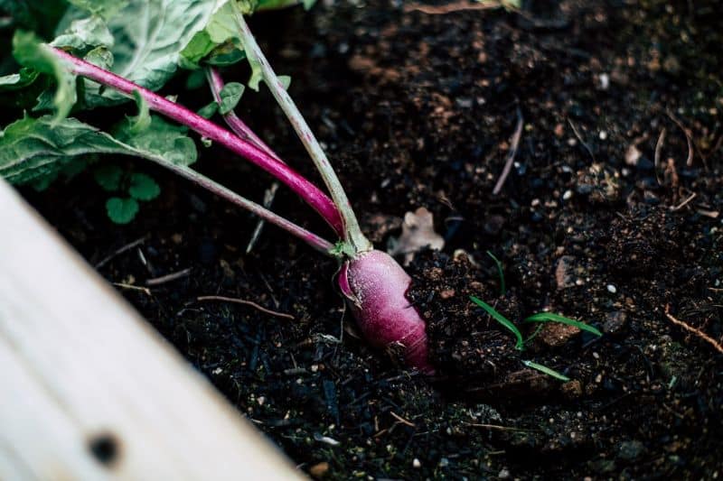 purple root vegetable in compost