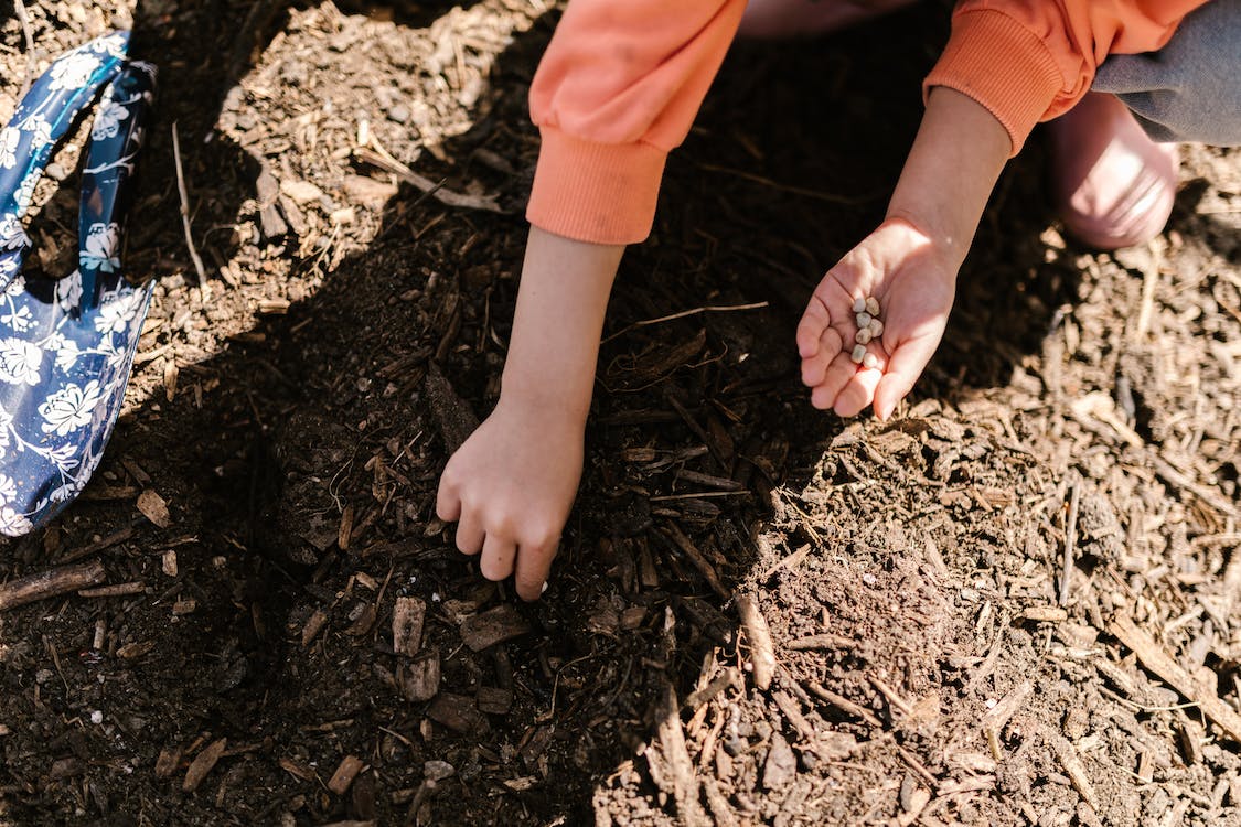 A kid planting seeds on the ground with compost