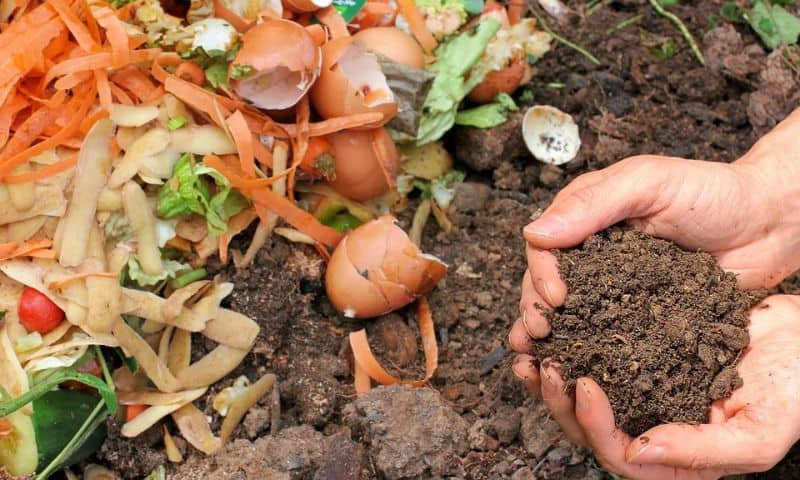 Food scraps in a compost heap being cupped by a pair of hands