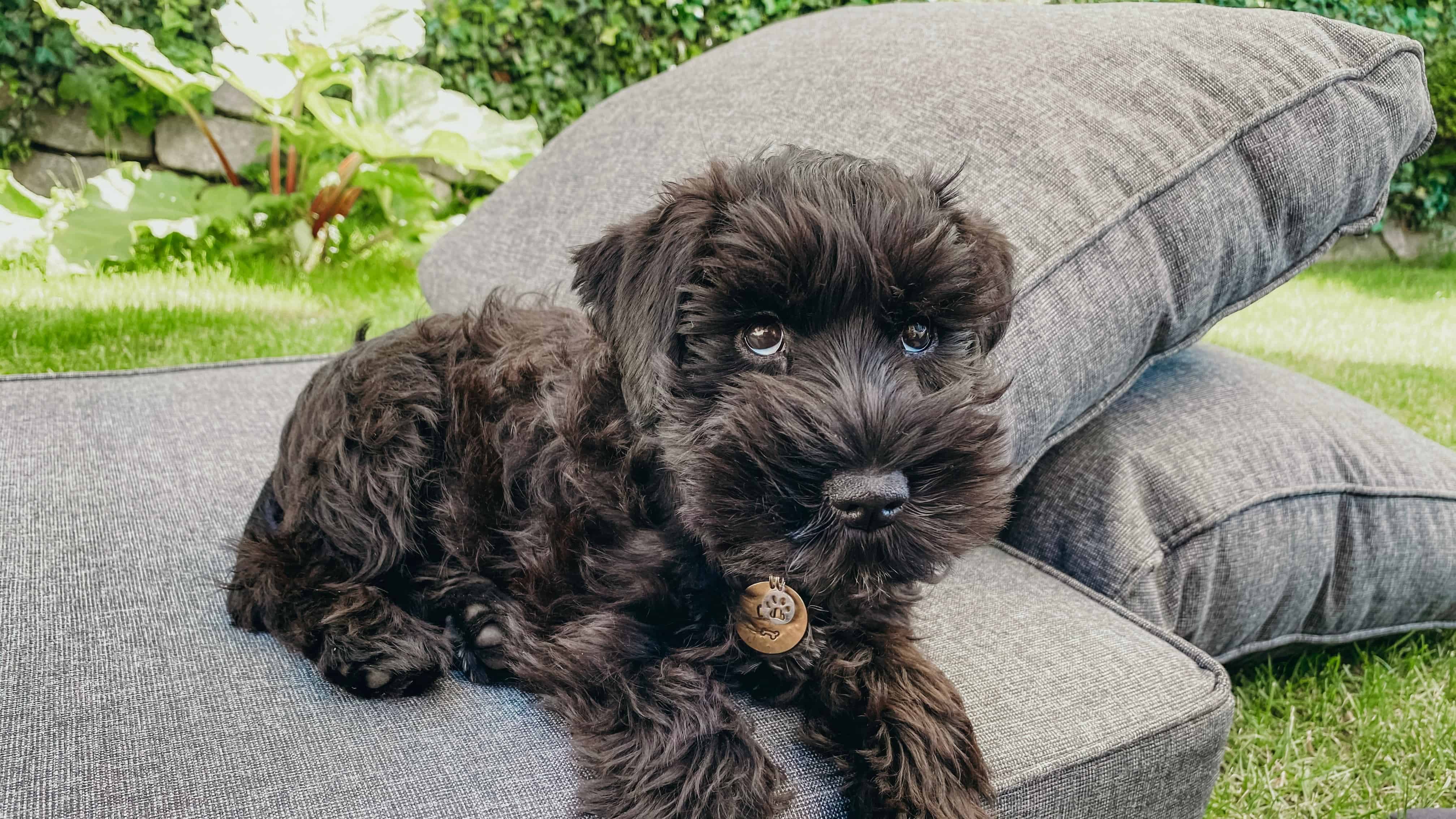 black puppy on cushions on grass